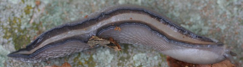 Limax aldrovandi Moquin-Tandon 1855 del Appennino Bolognese